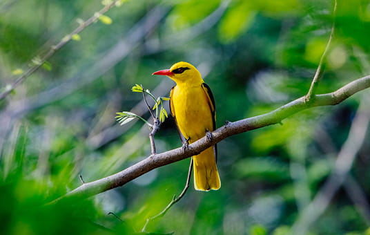 bannerimg
